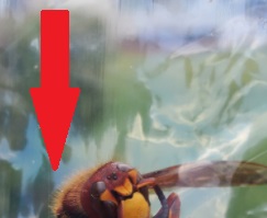 Asian Giant "Murder Hornet" Found and Killed in Richmond Virginia After Being Captured