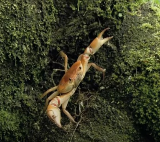 Army Ants Eat Crab Alive From the Inside Out in Viral Video