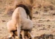 Kenyan Officials Say newly Homosexual Lions Learned to be Gay From Copying Gay Tourists From America