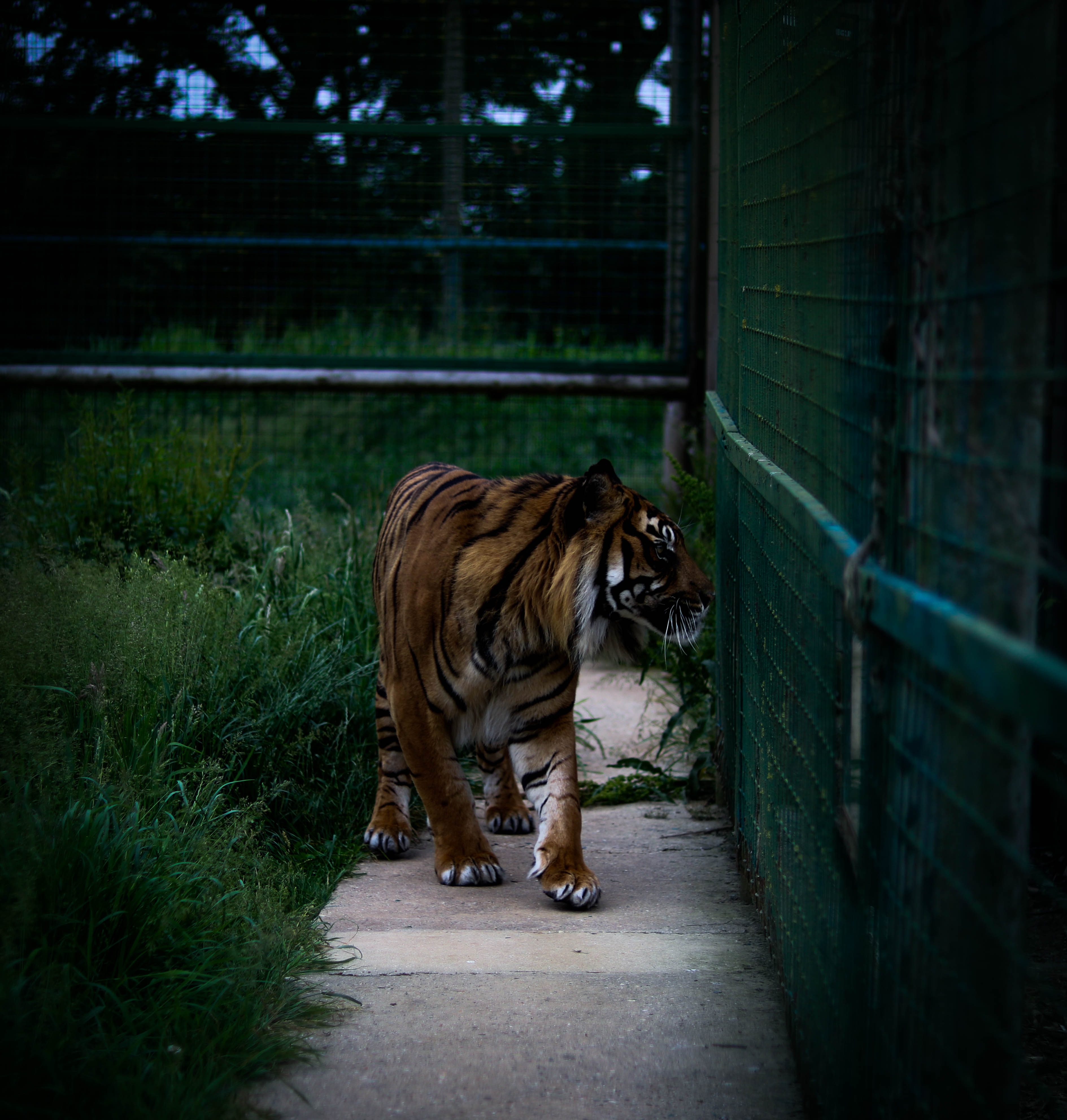 Tiger Escapes from Oakland Zoo near George Floyd Protesters in Oakland