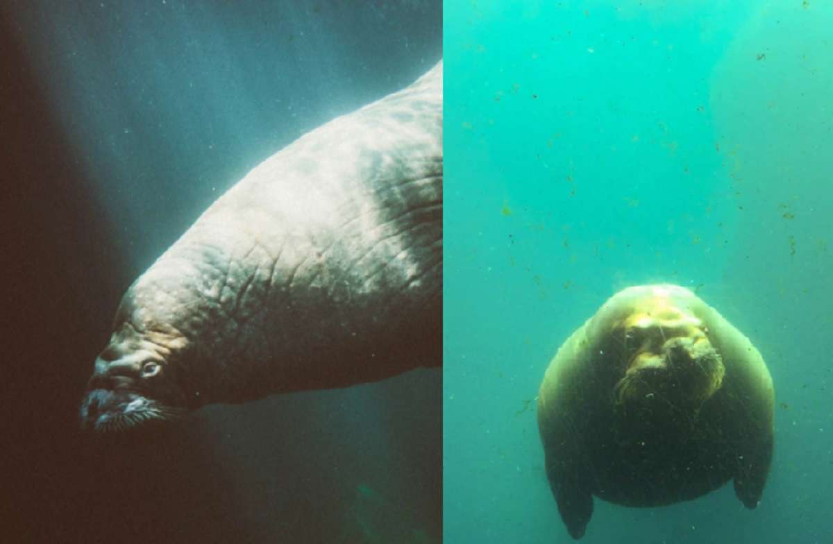Was the Trump Mutilated Florida Manatee an Inside Job? Trump Supporters Carve Trump Name into Manatee Sparks Conspiracy Theories