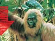 Was The last Great Ape Ever Photographed Before the Species Extinction Actually in 1983?