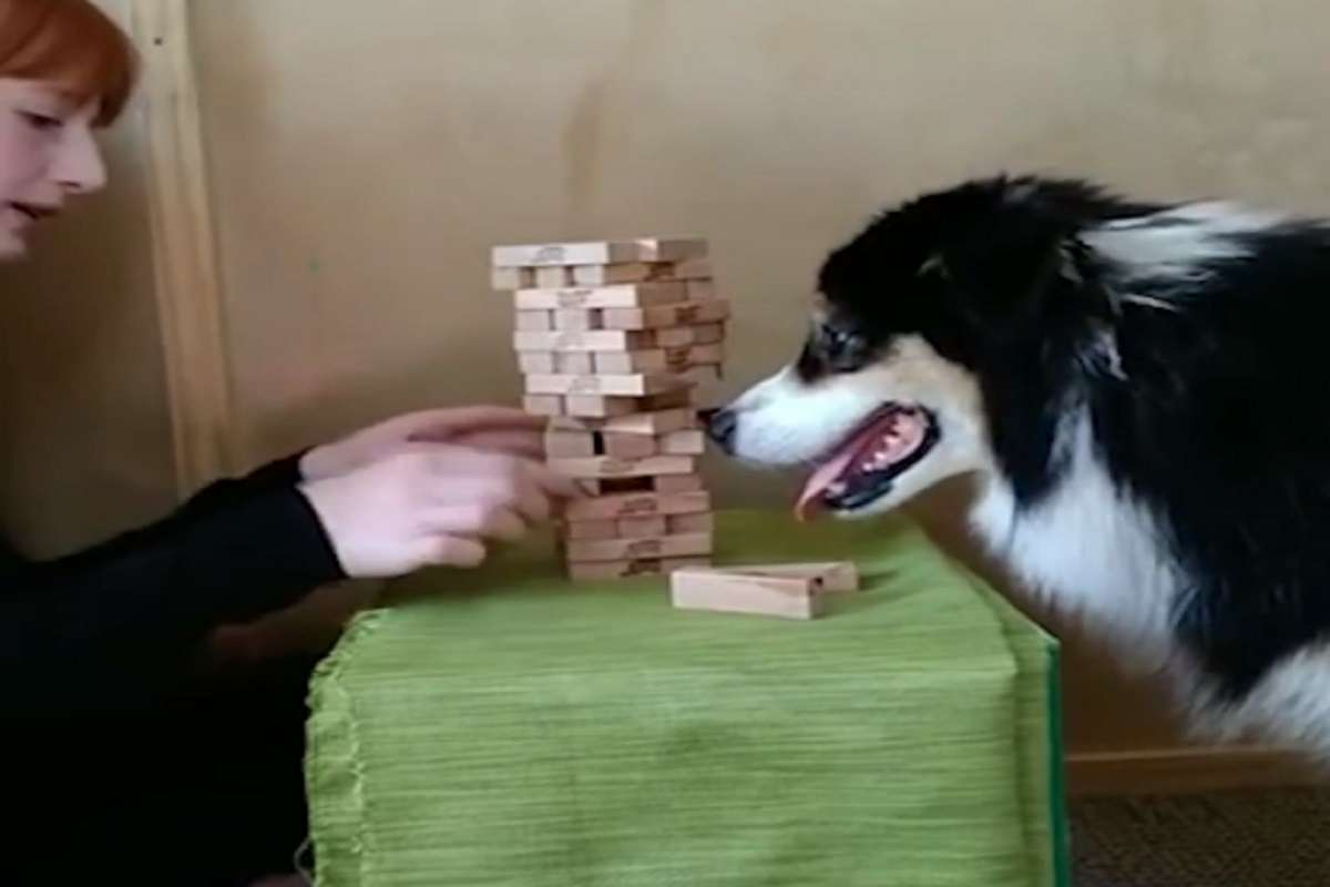 Dog playing jenga with red head woman