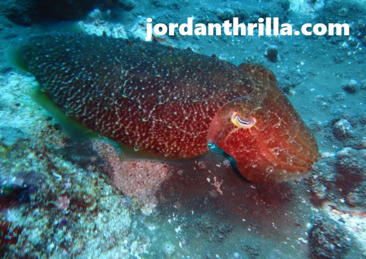 ROV camera captured a shift changing alien creature 3,700 feet under Indian Ocean off the coast of East Africa