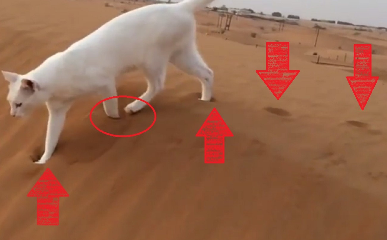 Cat leaving behind 1 paw print as it direct registers while walking