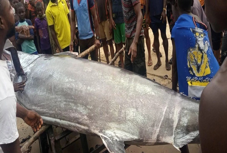 Nigerian Man eating the Blue Marlin Fish Worth $2.6 Million