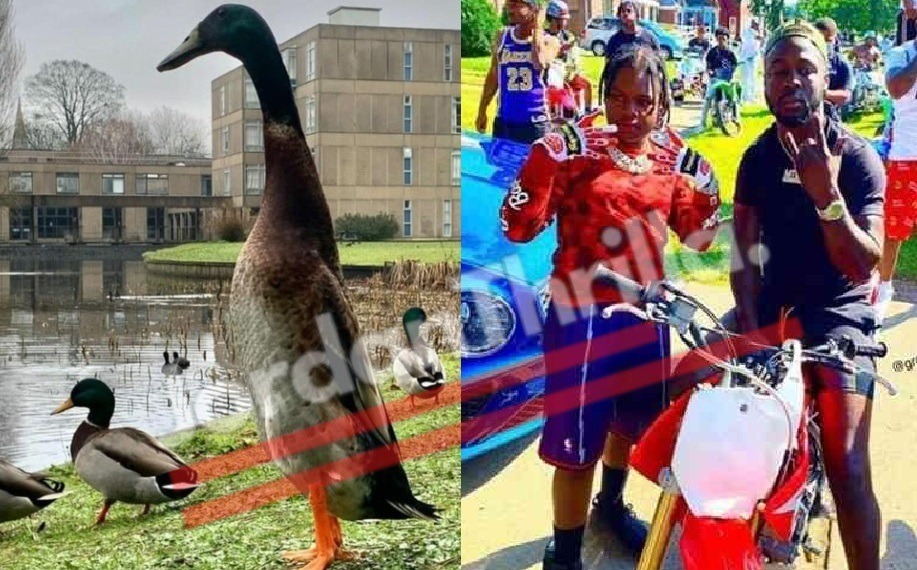 The Tallest Mallard Duck Ever Named 'Long Boi' Is Probably Taller than Rapper 42 Dugg. Mallard Duck Long Boi compared side by side with 42 Dugg
