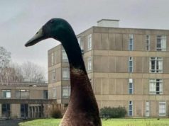 The Tallest Mallard Duck Ever Named 'Long Boi' Is Probably Taller than Rapper 42...