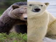 Here is How Climate Crisis in Artic Nations Leads to Emergence of Hybrid 'Pizzly Bears'
