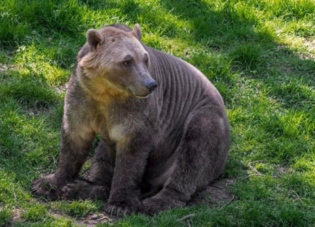 Climate Crisis in Artic Nations Leads to Emergence of Hybrid 'Pizzly Bears'