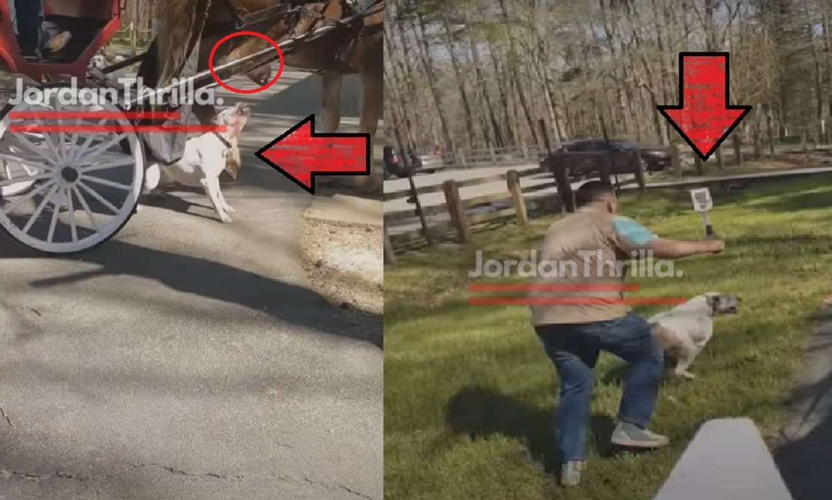 The Medical Cost Behind the Video of Pit Bull Attacking Clydesdale Horse at Canecreek Park NC