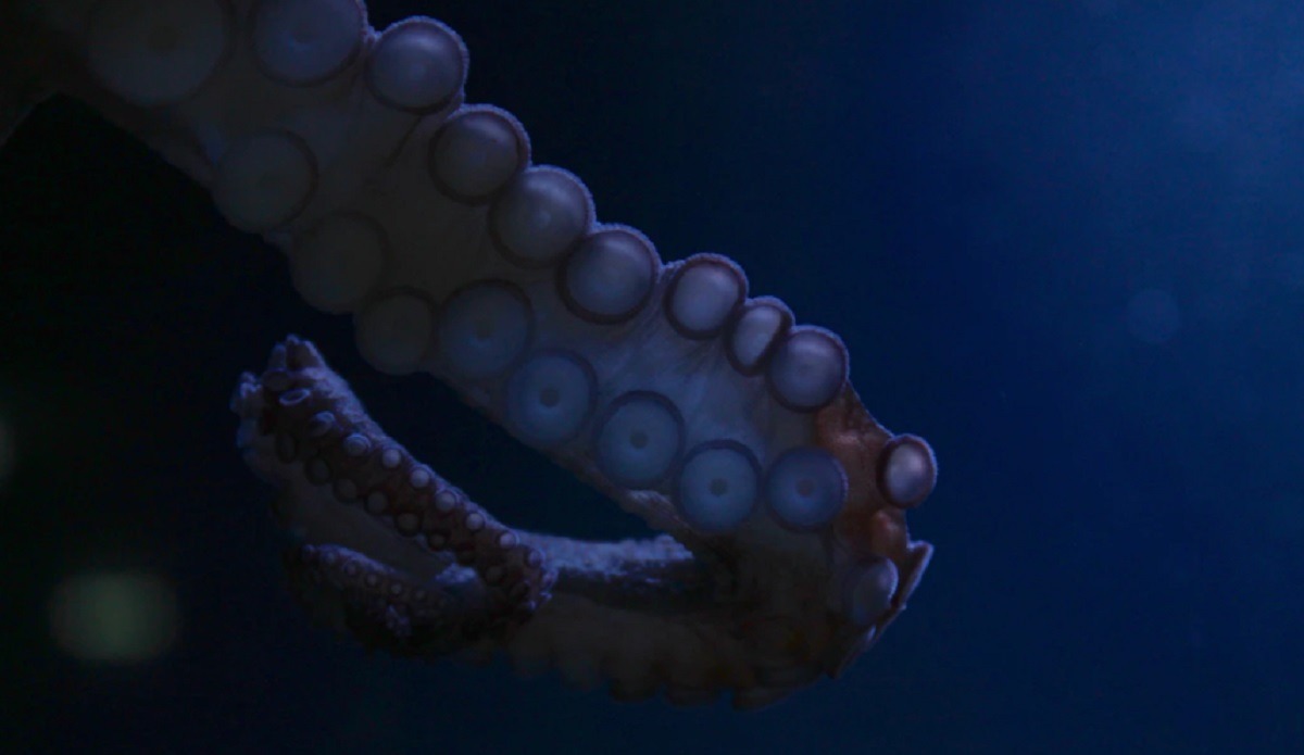 Lashes Out Angry Octopus Slaps Man In Face at Australia Beach Reminding People of Octopus Wrestling
