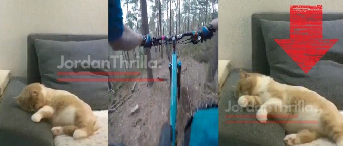New Footage of a Sleeping Cat Crashing a Bike While Dreaming Might Be The Greatest Animal Video Ever