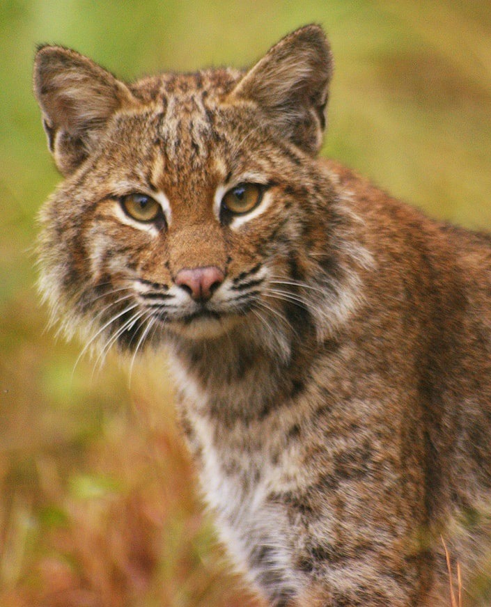 Superman Husband Throws Bobcat 15 Feet and Pulls Out Gun After Bobcat Attacks His Wife in Driveway