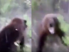 Man Kicks Bear Then Gets Eaten Alive in Viral Video