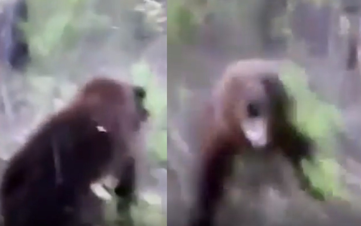 Man Kicks Bear Then Gets Eaten Alive in Viral Video