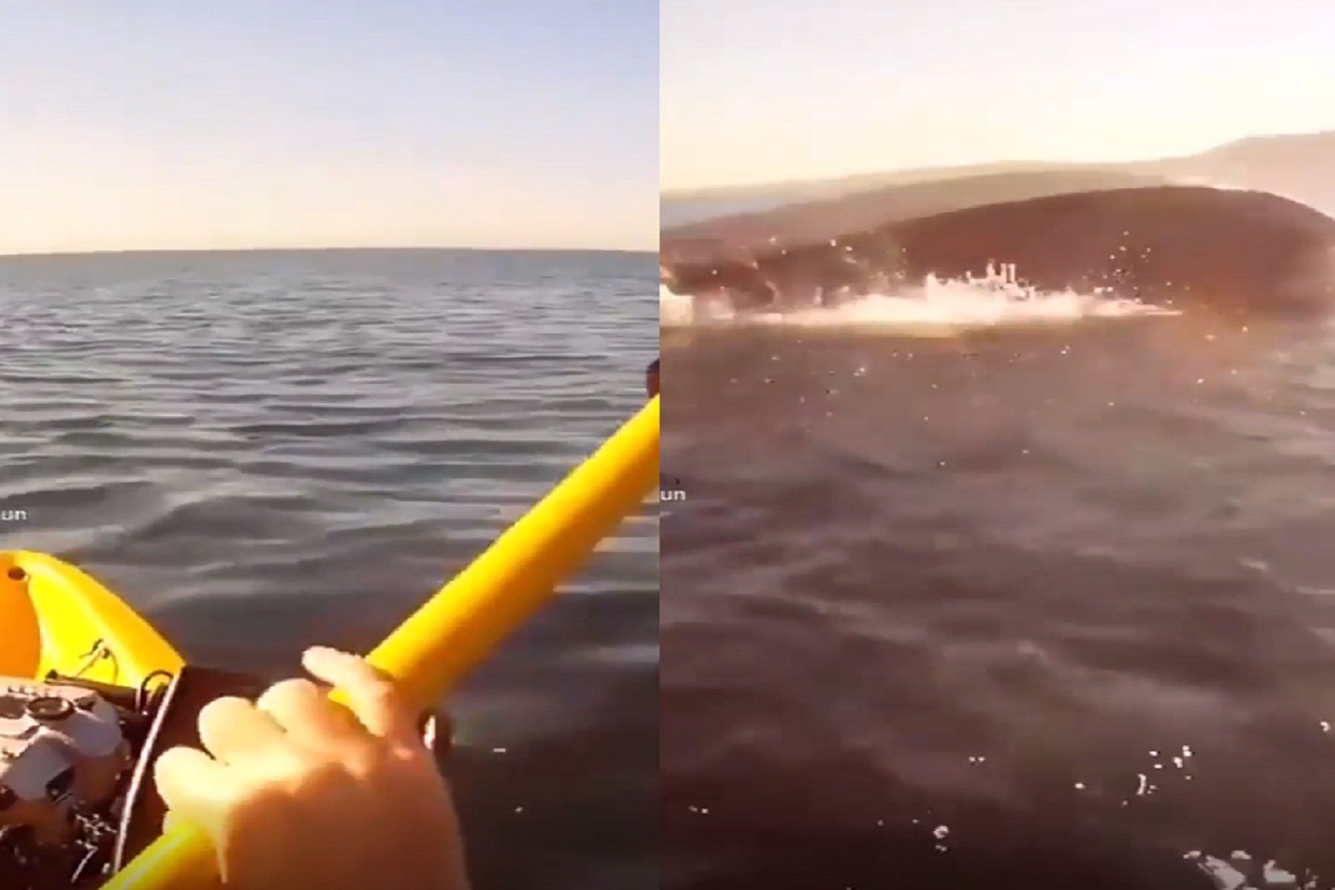 The Haunting Cloverfield Scream from Whale Swimming Next to Kayakers Will Give You Nightmares