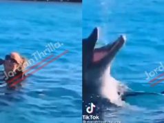 Real Dolphin Reacting to Mariah Carey's High Note Whistle Goes Viral