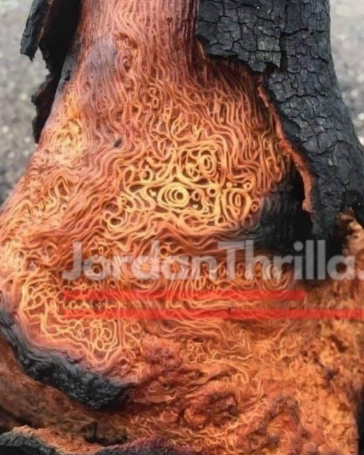 Lightning Strike Exposes Tree's Hidden Vascular System That Looks Human