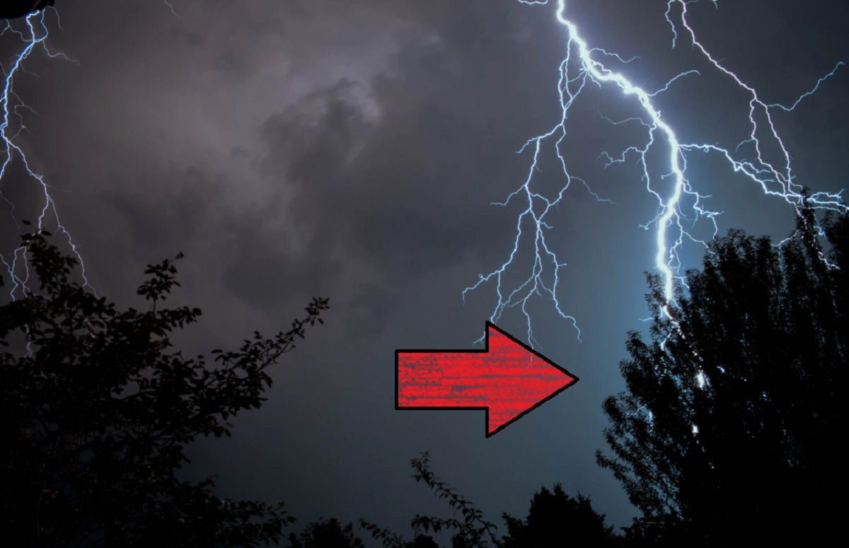 Lightning Strike Exposes Tree's Hidden Vascular System That Looks Human