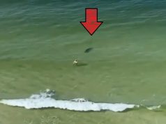 Hammerhead Shark Almost Eats Man Swimming at Panama Beach in Front Splash Resort