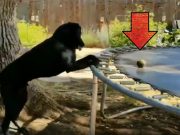 Genius Dog Invents Way to Play Fetch With Himself Using Trampoline