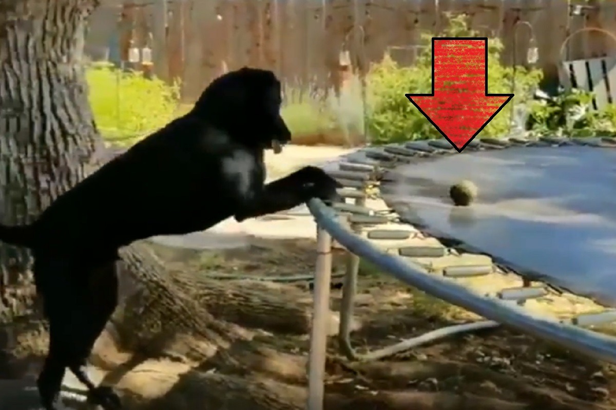 Genius Dog Invents Way to Play Fetch With Himself Using Trampoline