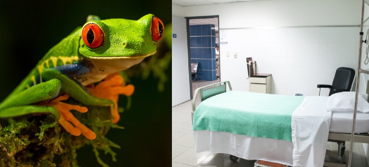 11 Year Old Alabama Girl Gets Frog STD After Kissing Hundreds of Frogs In Search For a Boyfriend