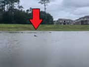 How Did Hurricane Ida Displace Dolphins? Viral Video Shows a Dolphin Swimming in Louisiana Neighborhood Lake