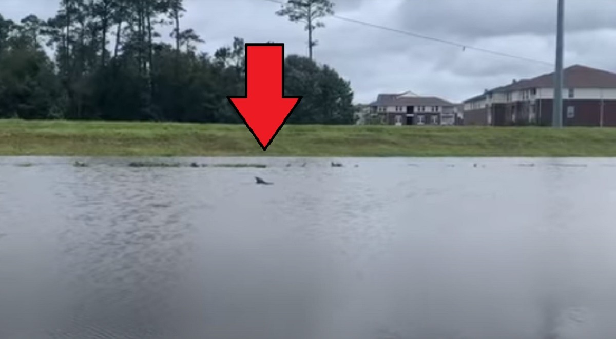 How Did Hurricane Ida Displace Dolphins? Viral Video Shows a Dolphin Swimming in Louisiana Neighborhood Lake