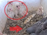 Viral Video Shows Fight Between Barn Owl and Pigeon After the Pigeons Tried to Take Over Owl's Nest