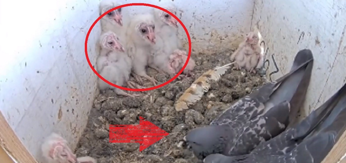 Viral Video Shows Fight Between Barn Owl and Pigeon After the Pigeons Tried to Take Over Owl's Nest