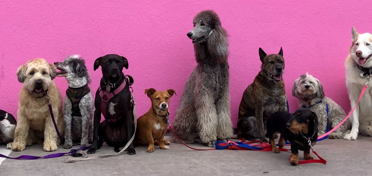Homeowners Associations Trend After Viral AITA Reddit Post About a HOA 2 Dog Rule in Retirement Neighborhood. AITA Reddit user who owns three dogs complains about HOA 2 Dog Rule.