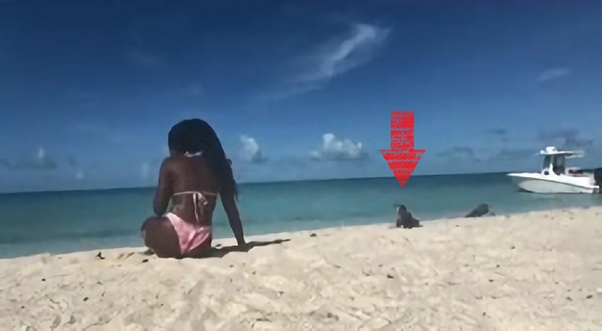 Viral Video Shows Iguana Biting a Yoga Teacher Doing Yoga on Beach in Bahamas then the Woman Curses Out the Iguana. An iguana bites woman doing yoga at beach in Bahamas