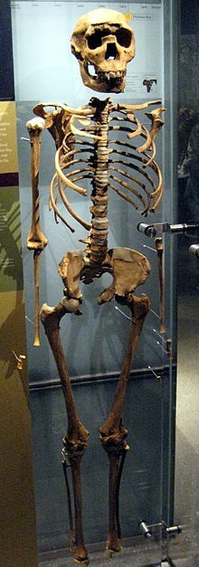 Here is Why Google Doodle Turkana Human Celebration Is Trending Worldwide and Why It's Important to Science. Turkana Boy skeleton photo. Turkana Human skeleton photo.
