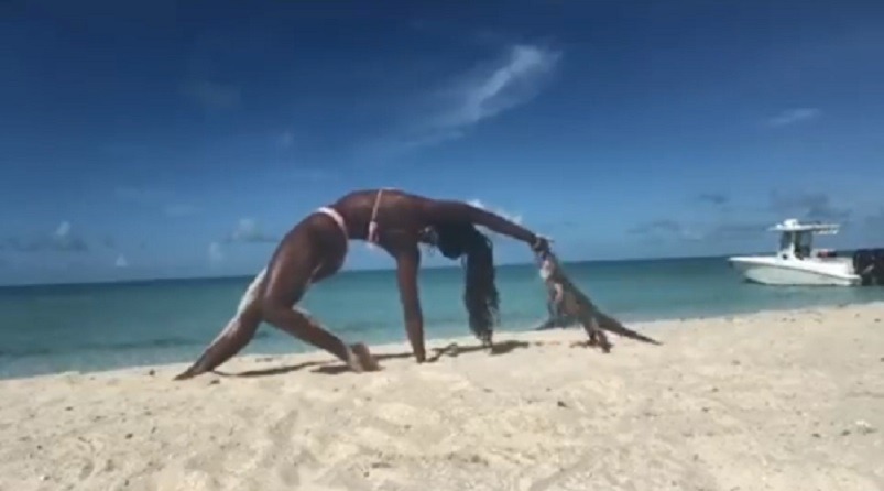 Viral Video Shows Iguana Biting a Yoga Teacher Doing Yoga on Beach in Bahamas then the Woman Curses Out the Iguana. An iguana bites woman doing yoga at beach in Bahamas
