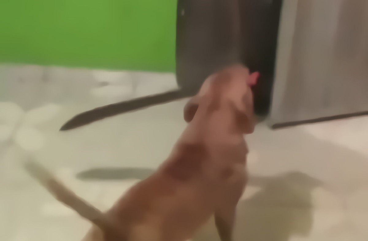 Video of Pit Bull Attacking Man with Machete is Still an Internet Classic