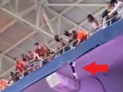 Man Saves Falling Cat at Hard Rock Stadium Then Holds it Up Like Simba For Crowd in Real Life Lion King Moment