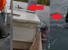 Why Did a Woman Kick a Sea Lion Trying to Escape from Orcas Off Her Boat in Vira...