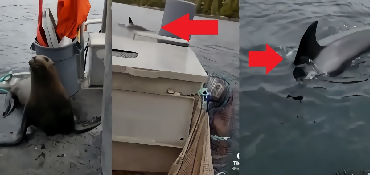 Why Did a Woman Kick a Sea Lion Trying to Escape from Orcas Off Her Boat in Viral TikTok Video? TikToker user 'nutabull' video showing Woman kicking sea lion off boat to pod of orcas waiting to eat it.