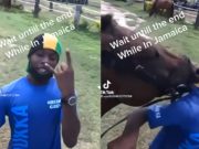 Viral TikTok Video Shows Horse Eating Tour Guide's Shirt in Jamaica While Its Still on His Body