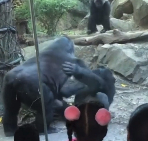 Video Shows Embarrassed Onlookers Catching Bronx Zoo Gorilla Giving Top to Gorilla Pal in Zoo Enclosure. People catch Bronx Zoo gorilla sucking gorilla pal in zoo cage. Bronx Zoo Gorilla smashing gorilla mouth.