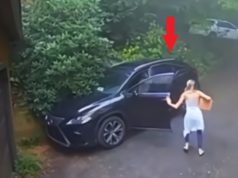 Video of Woman Finding Grizzly Bear Inside Her Lexus SUV Goes Viral After What H...