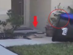 Philly Florida Man Catches Alligator with Waste Management Trash Can and Superhuman Strength