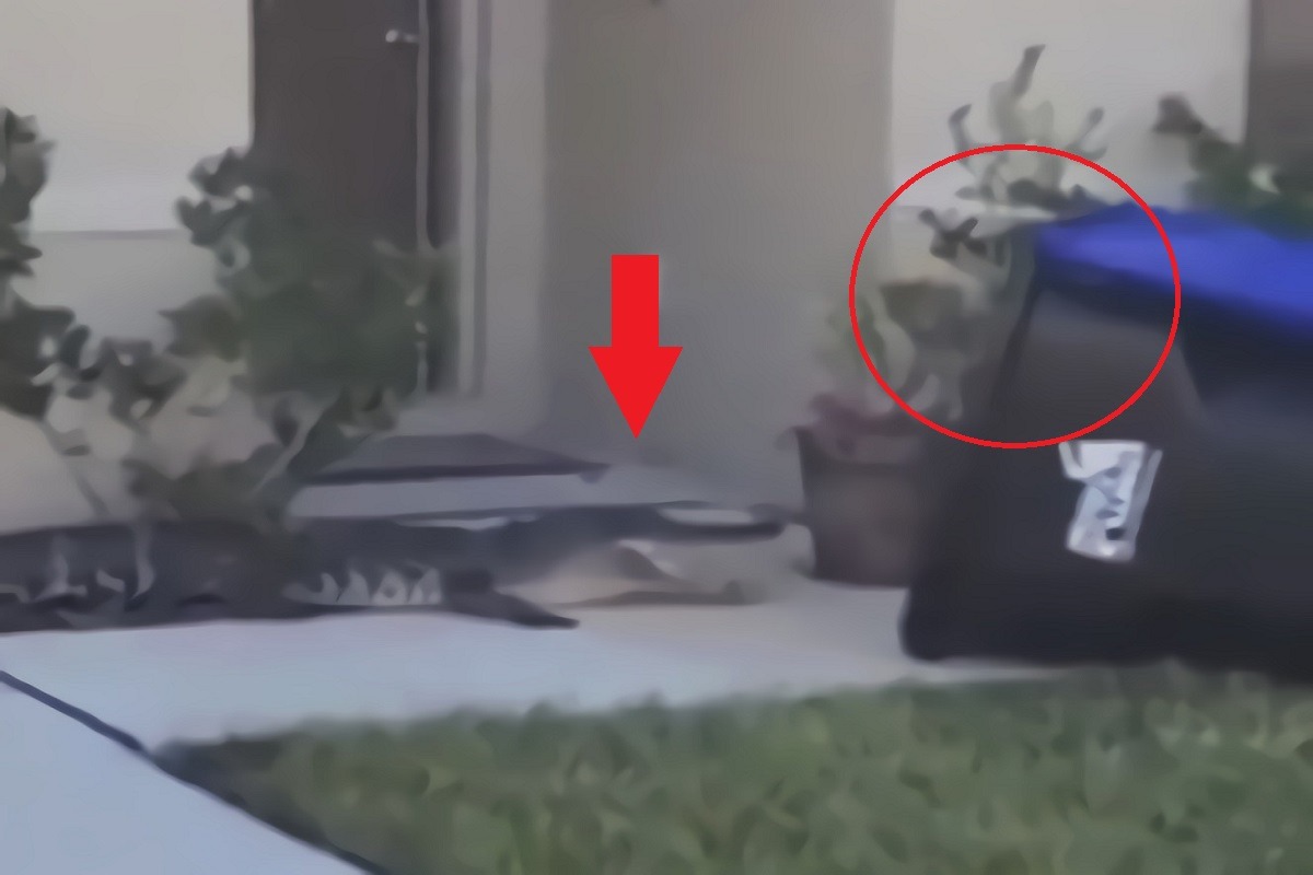 Philly Florida Man Catches Alligator with Waste Management Trash Can and Superhuman Strength. Philadelphia man norfphilly_geno catches alligator in trash can in Florida