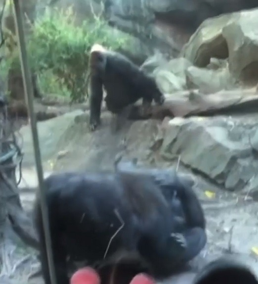 Video Shows Embarrassed Onlookers Catching Bronx Zoo Gorilla Giving Top to Gorilla Pal in Zoo Enclosure. People catch Bronx Zoo gorilla sucking gorilla pal in zoo cage. Bronx Zoo Gorilla smashing gorilla mouth.