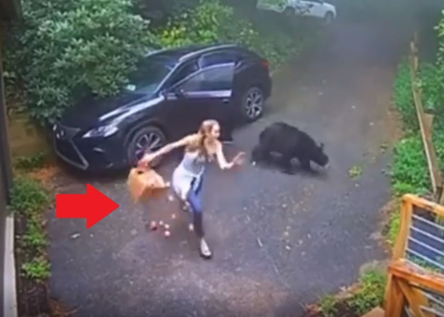 Video of Woman Finding Grizzly Bear Inside Her Lexus SUV Goes Viral. Video of Grizzly bear inside Lexus SUV. Photo of woman running from Grizzly Bear in Lexus SUV.