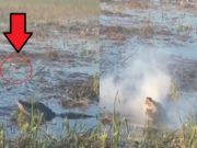 Here's What Happened After an Everglades Alligator Eats a Smoking Drone Battery and it Exploded Inside Its Body in TikTok Video