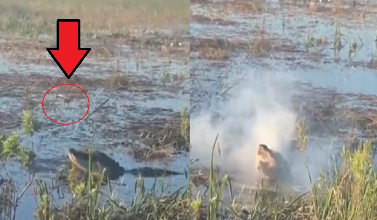 Here's What Happened After an Everglades Alligator Eats a Smoking Drone Battery and it Exploded Inside Its Body in TikTok Video