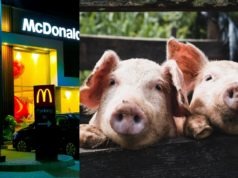 Did a Man Find a Pig Nipple in McDonald's Bacon Roll Then Turn Vegan From Mental...